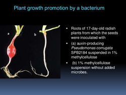 Growth Promotion & Protection for Root Rot