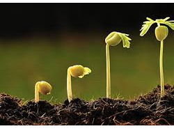 Growth Promotion & Seed Germination Enhancer
