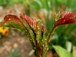 Growth Promotion & Protection for Aphid