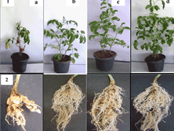 Growth Promotion & Protection for Nematode