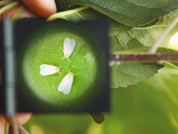 Growth Promotion & Protection for Sucking Pest