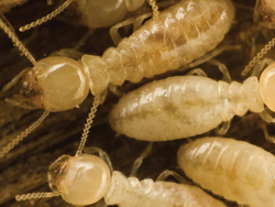 Growth Promotion & Protection for Termite