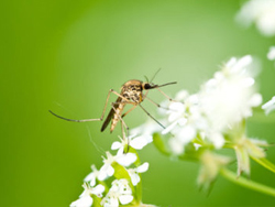 Herbal Mosquito Repellent